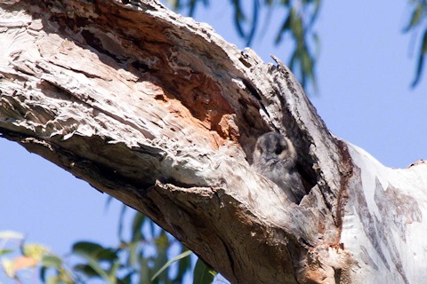 Australian Owlet-nightjar (Aegotheles cristatus)